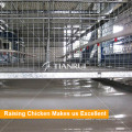 Qingdao Tianrui Automatic H Type Carne Broiler Chicken Cage for Sale